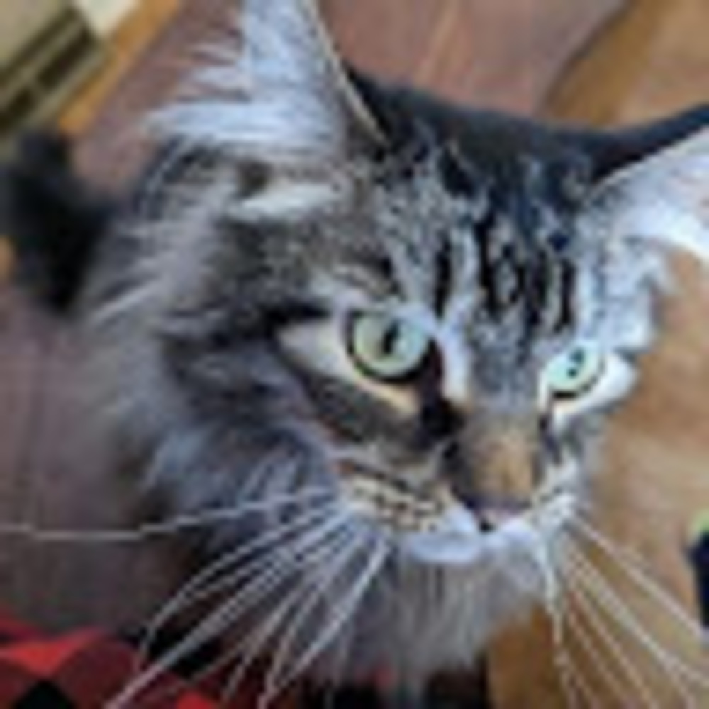 Meet your Posher, Molly